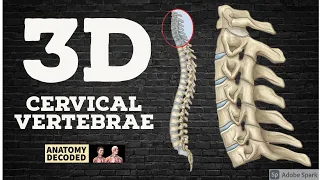 3D Cervical Vertebrae-  Typical, Atypical, Applied | Anatomy Decoded | Anatomy Lectures