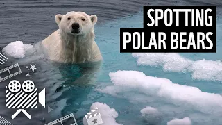 How to spot a polar bear | WWF
