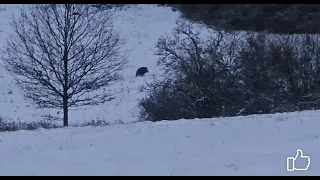 Vanatoare de fazani urmata de o vanatoare de mistreti! Ambele cu rezultate!