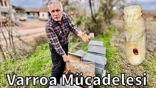 Varroa Biti Mücadelesi / Arıcılık