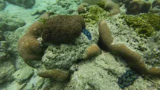 Taklong Island National Marine Reserve Giant Clams DJI Action 3