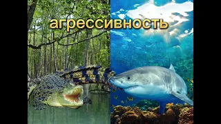 Гребнистый крокодил 《против》 Белая акула