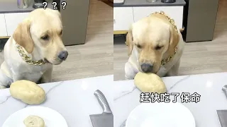 【旺仔很忙🐶】狗子：你是不是覺得自己很幽默～