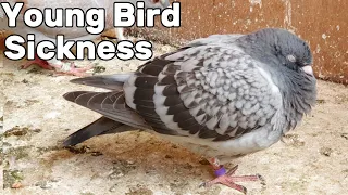 Pigeon Young Bird Sickness (Circovirus)