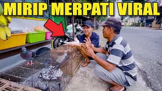 LARISIN PENJUAL MERPATI PINGGIRAN KOTA