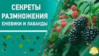 Секреты размножения ежевики и лаванды. 6 соток 30.09.2019