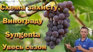 Схема захисту винограду від Сингента на увесь сезон. Хвороби винограду