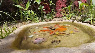 Wow!! The catch beautifull fish in a small pond, koi fish, goldfish, glowfish, manfish #004