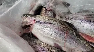 RAINBOW TROUT | How to fillet rainbow trout | Fresh Water Trout | FISH MARKET