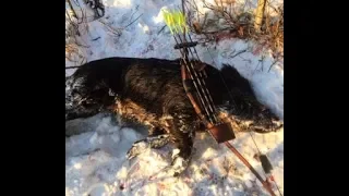 WildBoar with LongBow in the Snow