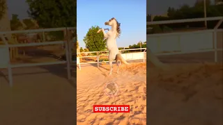 Wow Jumping Horse #horseshorts #horse #youtubeshorts #shorts #nchorse