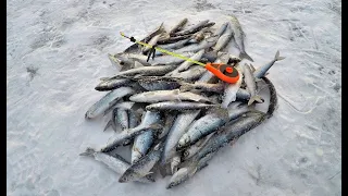 РЯПУШКА ПО ПЕРВОМУ ЛЬДУ. РЫБАЧИМ НА оз.РЕВДОЗЕРО /WHITEFISH ON THE FIRST ICE. FISHING ON THE  LAKE