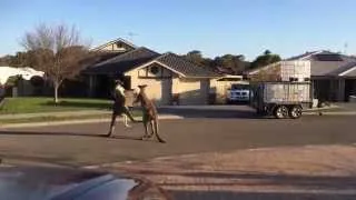 wild kangaroo street fight Aussie style