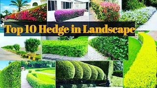 Top 10 Hedge used in Landscaping in India/Hedge Plants For Landscape/Best Plants for Landscape