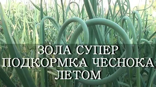 ЗОЛА  - СУПЕР ПОДКОРМКА ДЛЯ ЧЕСНОКА ЛЕТОМ