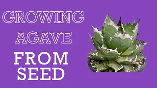 Growing Agave from Seed ; A step by step guide.