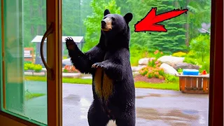 A bear knocks on the family's window every morning. Following him, the man was horrified!