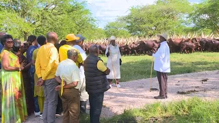 Museveni takes all Ministers to check on cows at his farm, teaches them wealth creation techniques