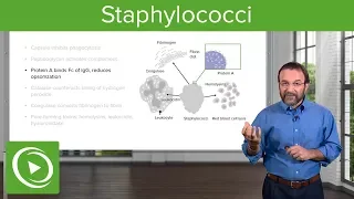 Staphylococci – Microbiology | Lecturio