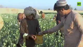 Afghans collect first opium poppy harvest since Taliban's comeback