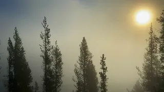 Wolf Pack Howling in Hayden Valley (Sounds Only) | Yellowstone National Park