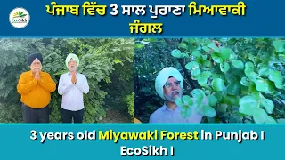 3 years old Miyawaki Forest in Punjab I EcoSikh I