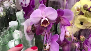 Обзор орхидей в ОБИ зима 2021 с ценами. Скидки и акции
