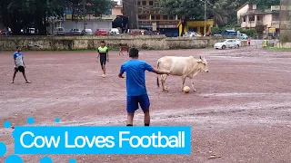 Cow Joins Football Match And Refuses To Give Up Ball