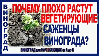 🍇 Распространенная ошибка при посадке вегетирующих саженцев винограда в открытый грунт.