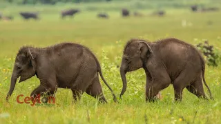 minneriya national park baby elephants #twins #elephants #srilanka