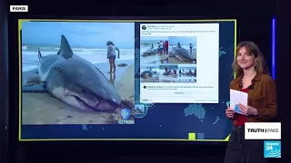 AI-generated beached shark: When fake news and artificial intelligence meet business • FRANCE 24