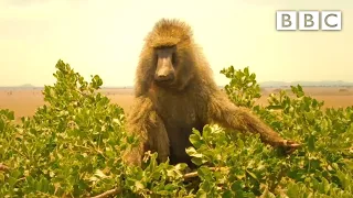 Baboon sneaks away from lion pride 👀 Serengeti II - BBC