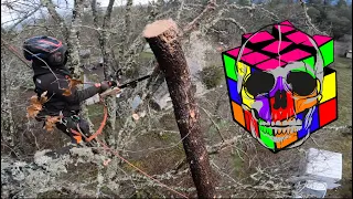 Hung up Tree or Deadly Rubik's Cube?