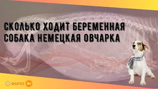 Сколько ходит беременная собака немецкая овчарка