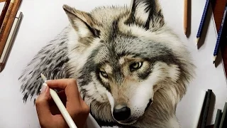 Colored Pencil Drawing: Grey Wolf - Speed Draw | Jasmina Susak