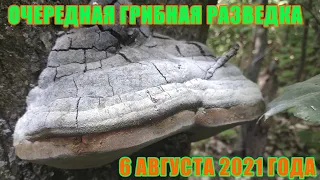 Грибы скоро проснутся!!! Грибная разведка 6 августа 2021 года!