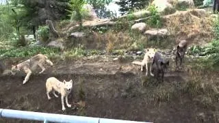 旭山オオカミ一家　　放飼場の水撒きとオオカミたち