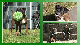 Hundevermittlung - September/Oktober 2020 (Tierheim Hannover TV)