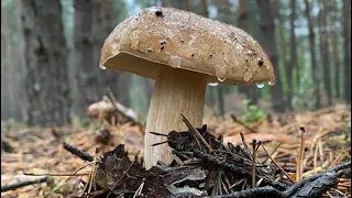 Белые грибы осень 2022. Простой рецепт маринования грибов. Немного о жизни.