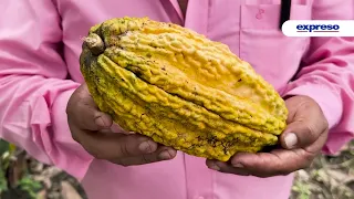 El cacao de Ecuador tomará más importancia en el mundo