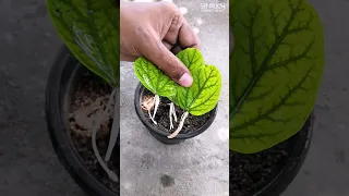 Propagating hibiscus from leaves with cactus | #shorts #youtubeshorts