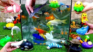 Collection of Beautiful Fish, Frog, Submarine Fish, Dolphin, Turtle, Shark, Carp, Goldfish, Crab