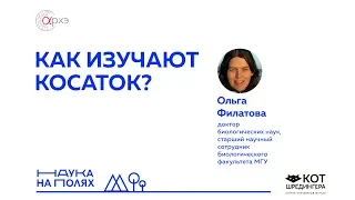 Ольга Филатова: Как изучают косаток?