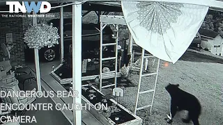 Sacrificing safety for a selfie: Caught on camera pulling bear cubs from tree