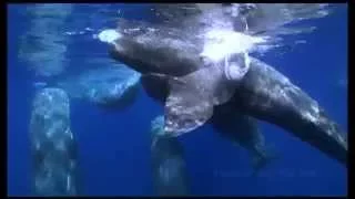 Sperm whale kisses free diver (close up) with her clicking sound