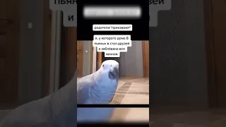 Лучшие тикток мемы #1307 | Best TikTok memes #shorts #memes #мем