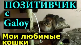 КОШКИ ПРИКОЛИСТКИ Мои любимые кошки Смешные кошки и коты Video YouTube Funny Cats Video