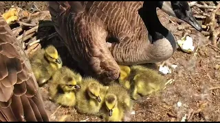 Decorah Goose Cam ~ ALL 6 GOSLINGS HAVE HATCHED🐣 Cuteness Overload! Watch #6 Enter The World 4.14.24