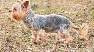 7 DIY Home Projects to Enjoy With Your Yorkshire Terrier