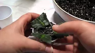 Propagating/Cloning/Starting African Violets From Leaves